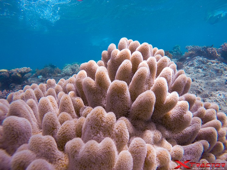 Coralli in Australia