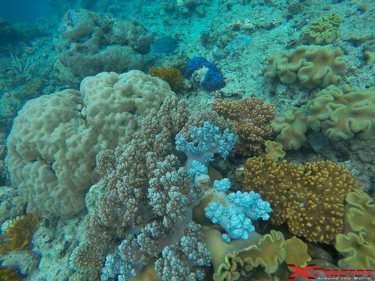Barriera corallina in Australia