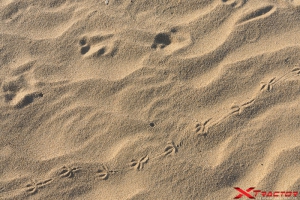 impronte di animali sulla sabbia