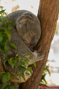 Koala accovacciato su un albero
