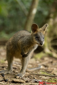 Baby canguro nella natura