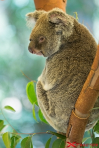Koala sull'albero nella natura